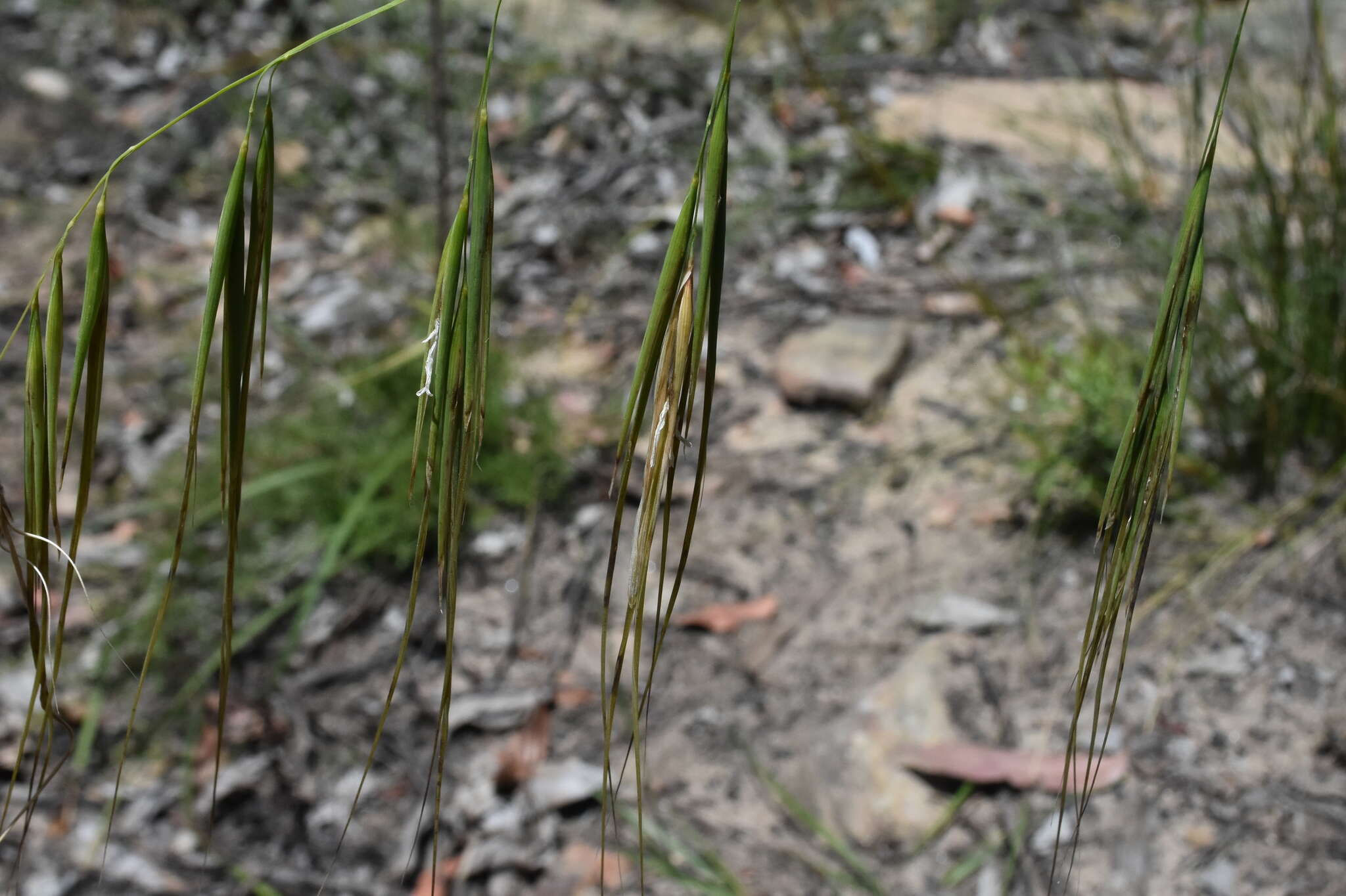 Imagem de Anisopogon