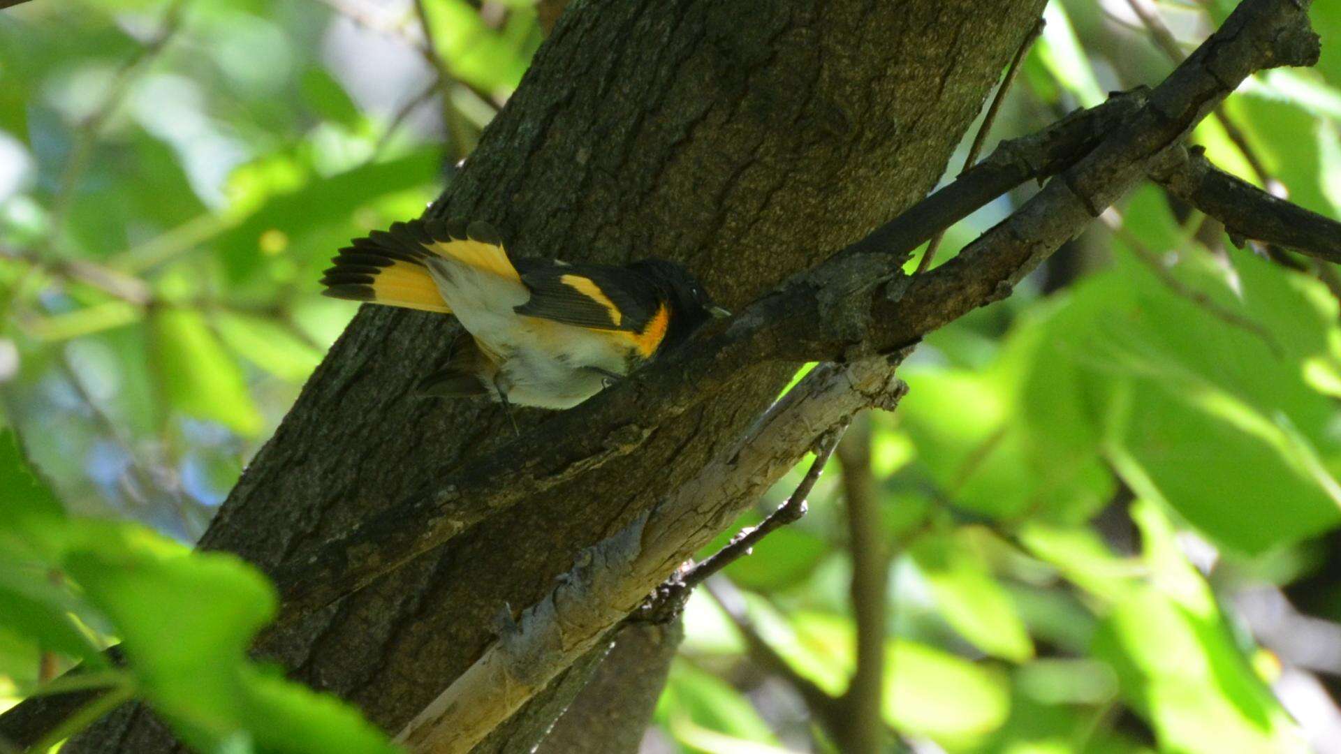 Image of American Redstart