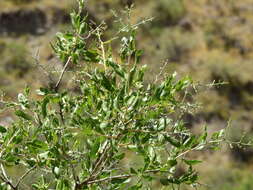 Image de Proustia cuneifolia D. Don