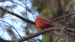 Imagem de Sanhaçu-vermelho