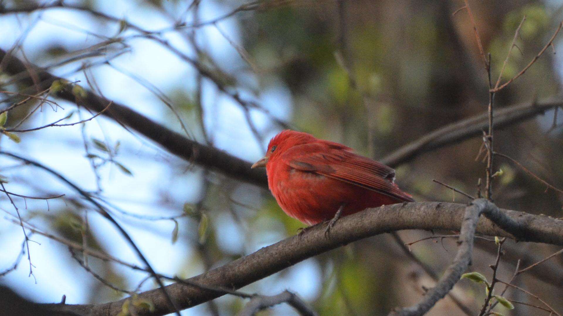 Imagem de Sanhaçu-vermelho