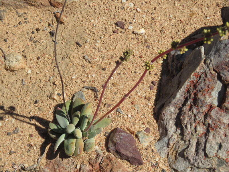 Image of Crassula cotyledonis Thunb.