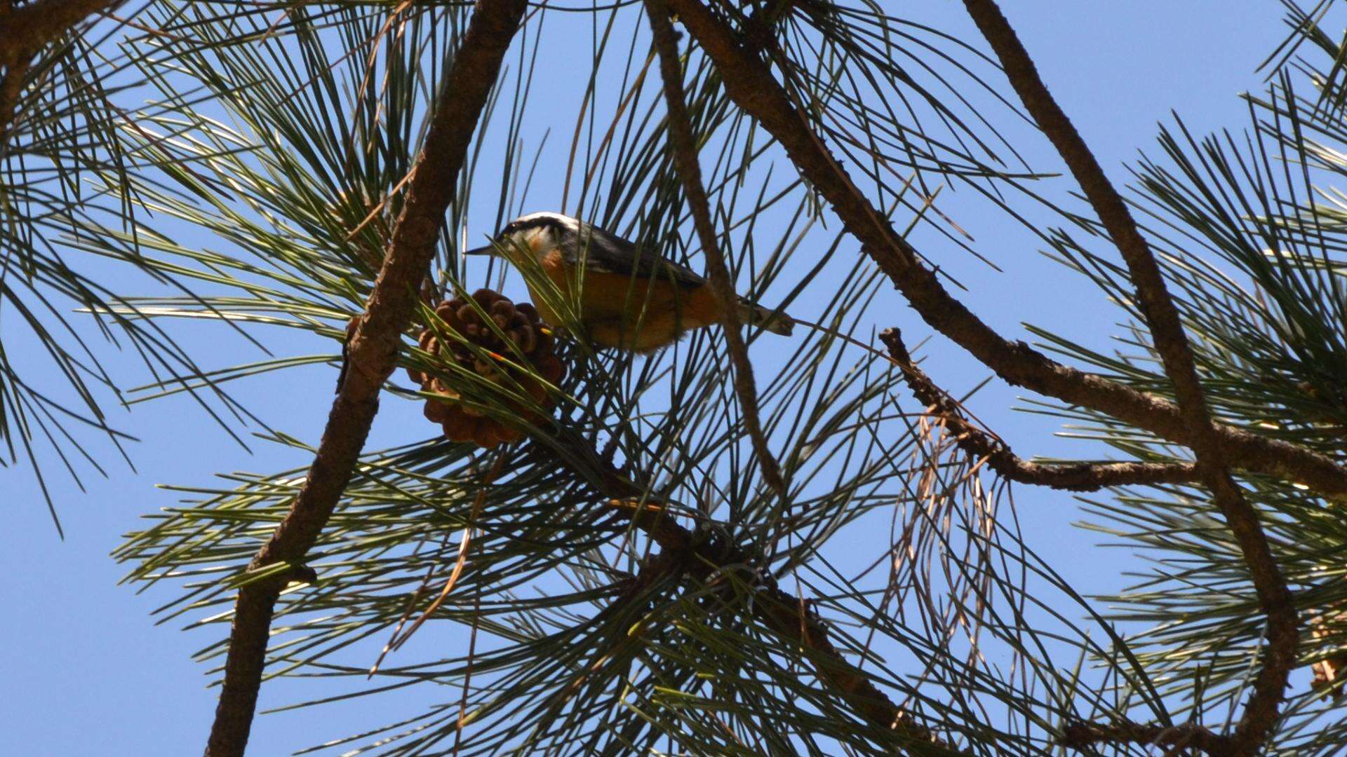 Imagem de Sitta canadensis Linnaeus 1766