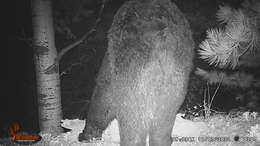 Image of West Mexican Black Bear