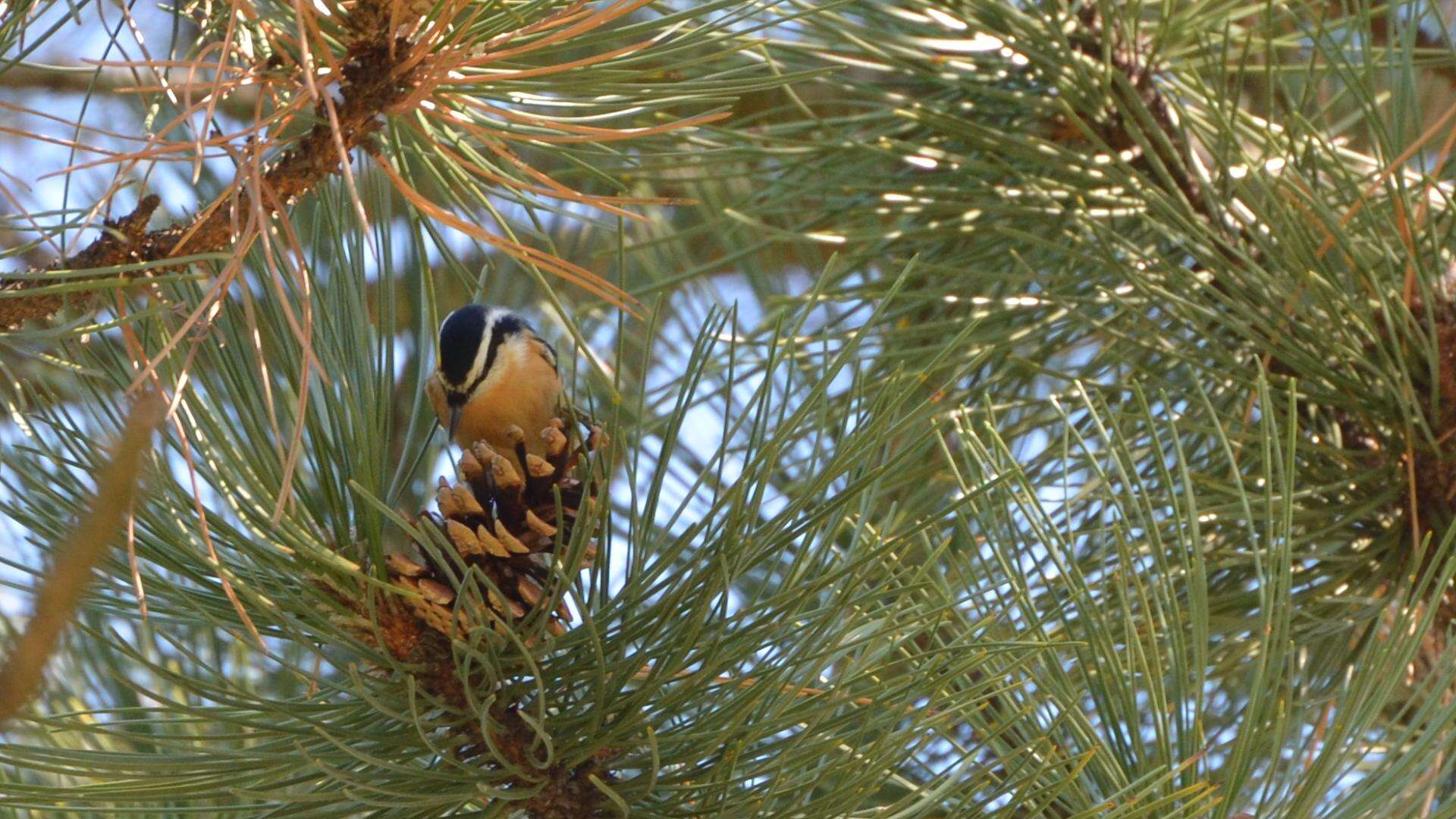 Image of Red-breasted Nuthatch