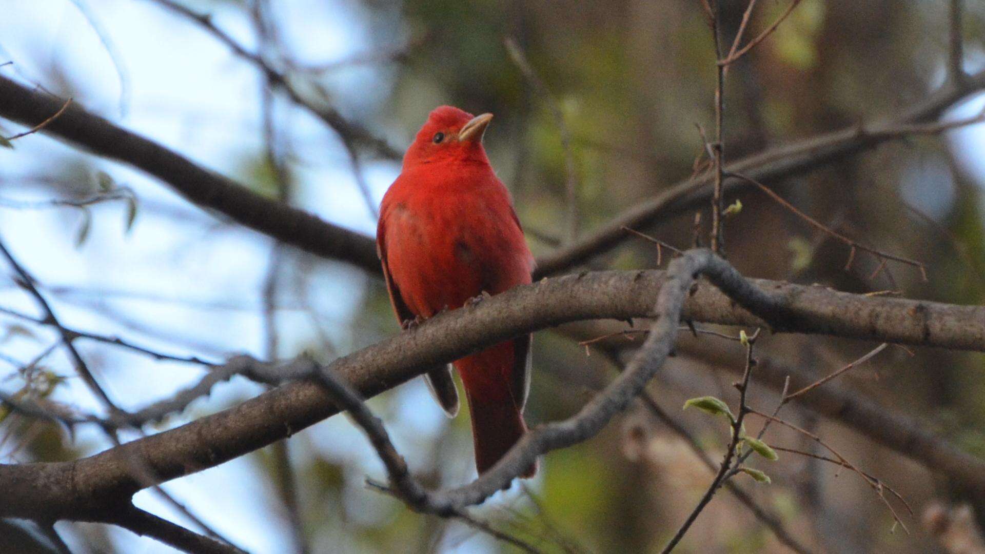 Image of Summer Tanager