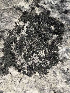 Image of blackthread lichen