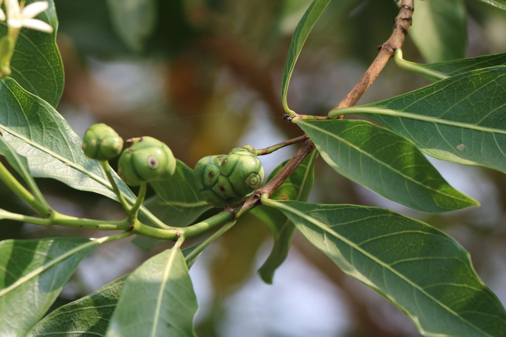 Image of Morinda coreia Buch.-Ham.