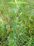 Image of lateflowering thoroughwort