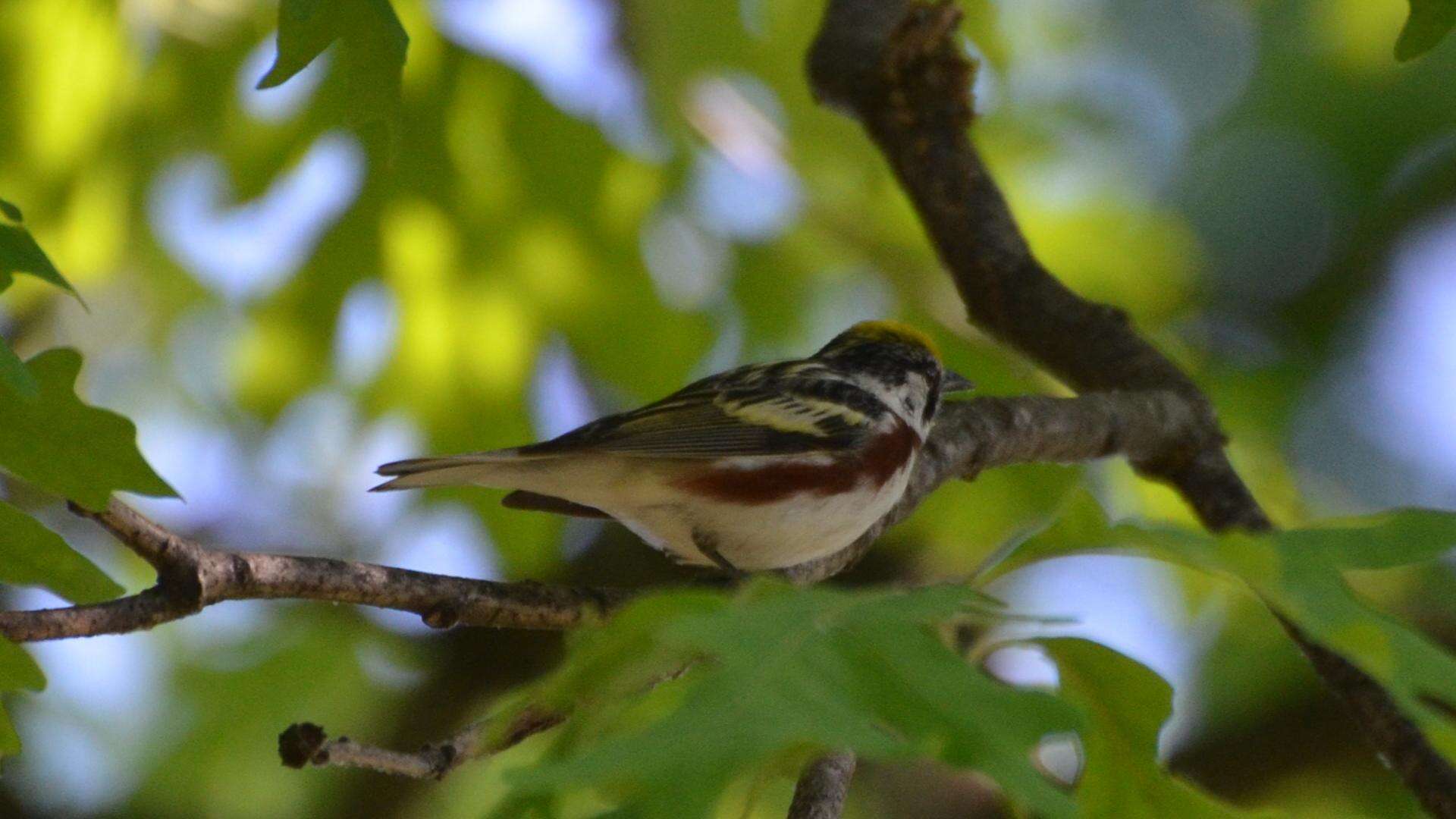 Image of Chestnut-sided Warbler