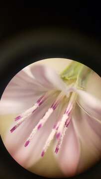 Sivun Stephanomeria exigua subsp. coronaria (Greene) Gottlieb kuva