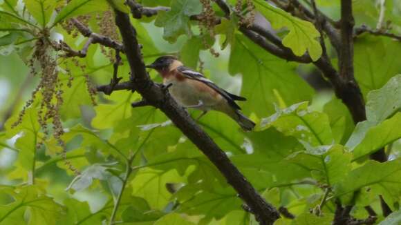 Image of Bay-breasted Warbler