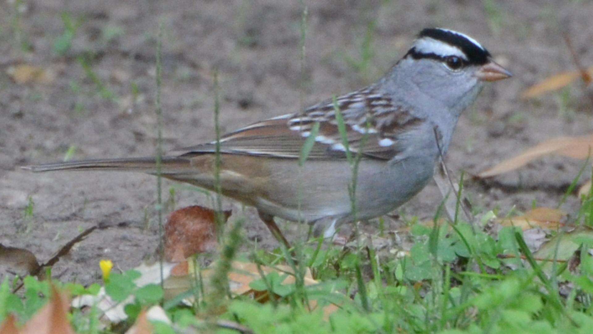 Plancia ëd Zonotrichia leucophrys (Forster & JR 1772)