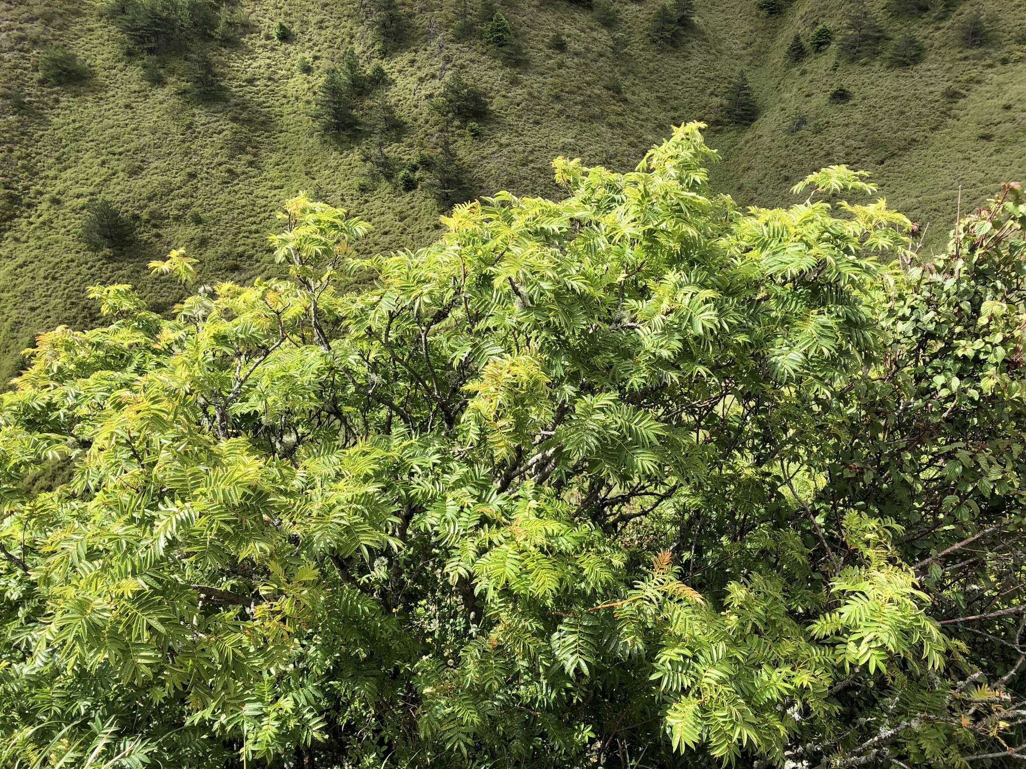 Image of Sorbus randaiensis (Hayata) Koidz.