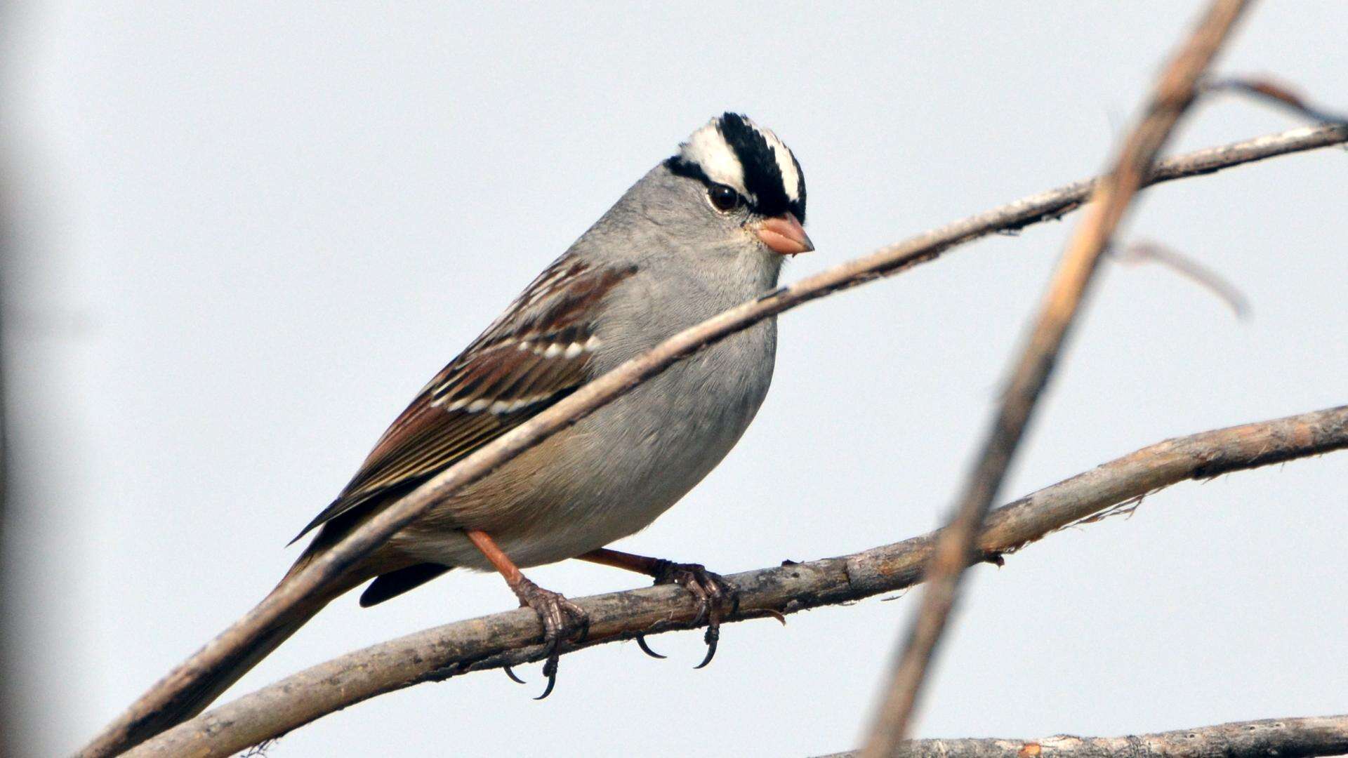 Plancia ëd Zonotrichia leucophrys (Forster & JR 1772)