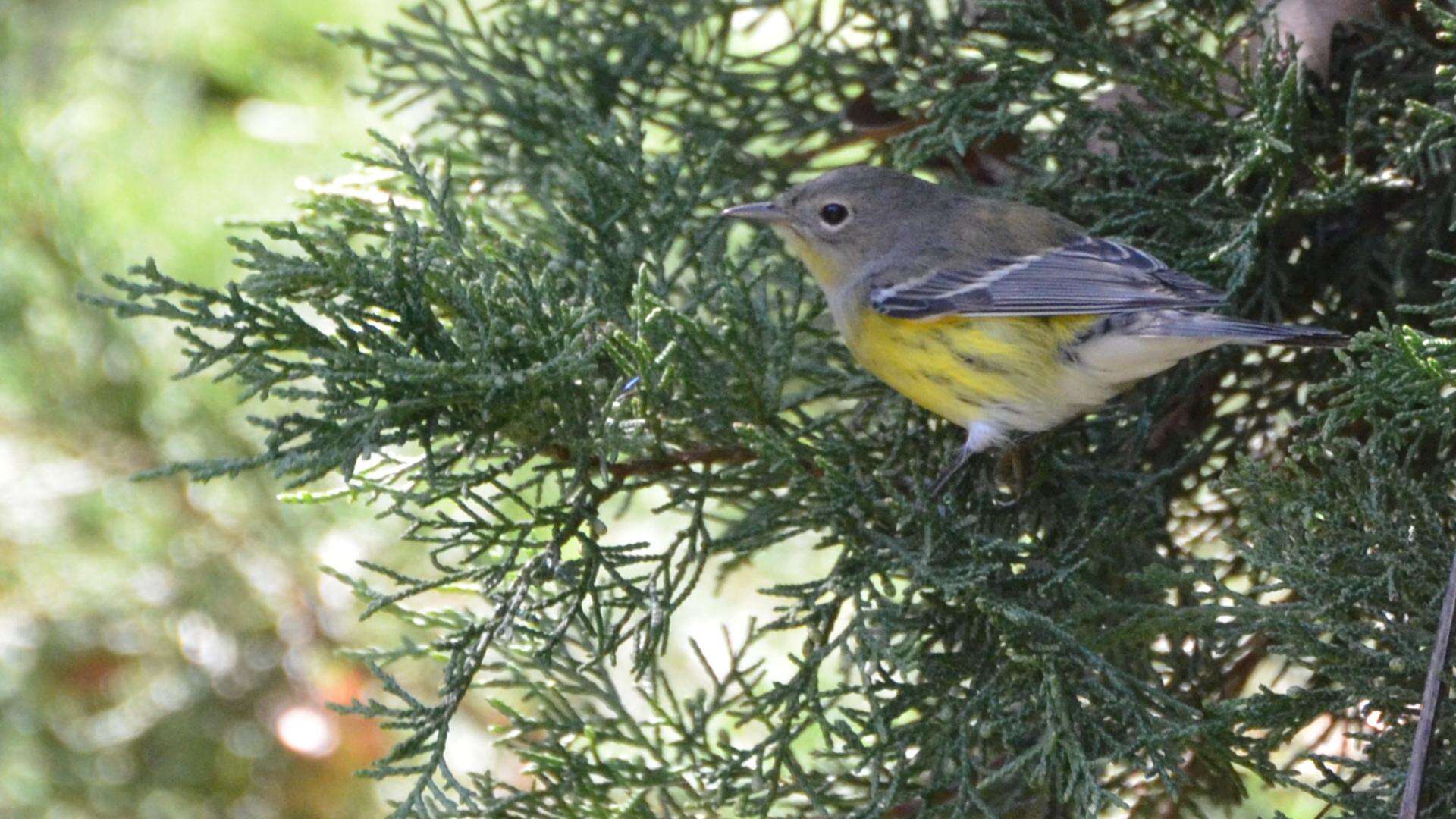 Image of Magnolia Warbler