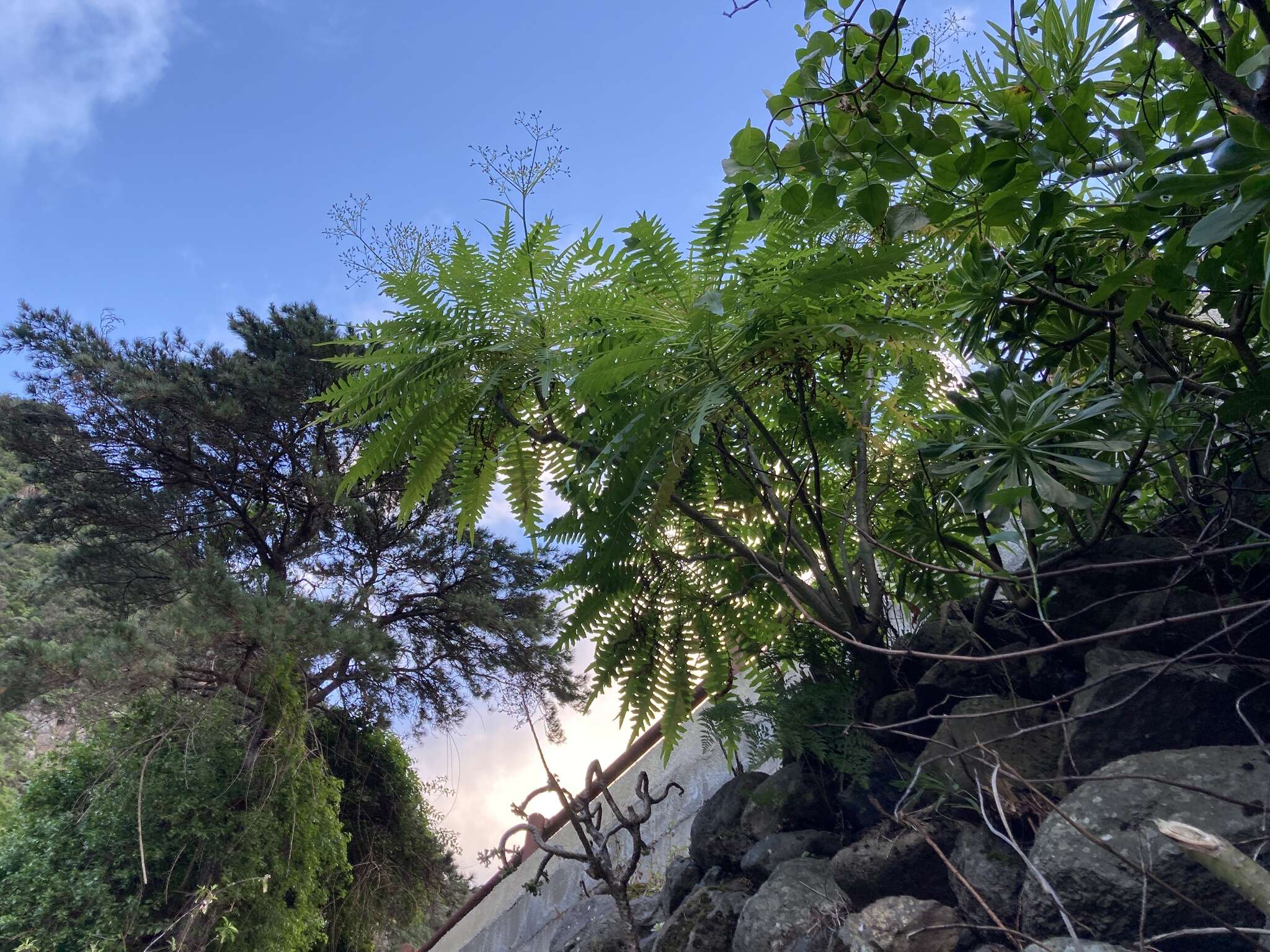 Imagem de Sonchus palmensis (Sch. Bip.) Boulos