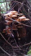 Plancia ëd Flammulina mexicana Redhead, Estrada & R. H. Petersen 2000