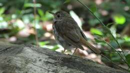 Image of Hermit Thrush