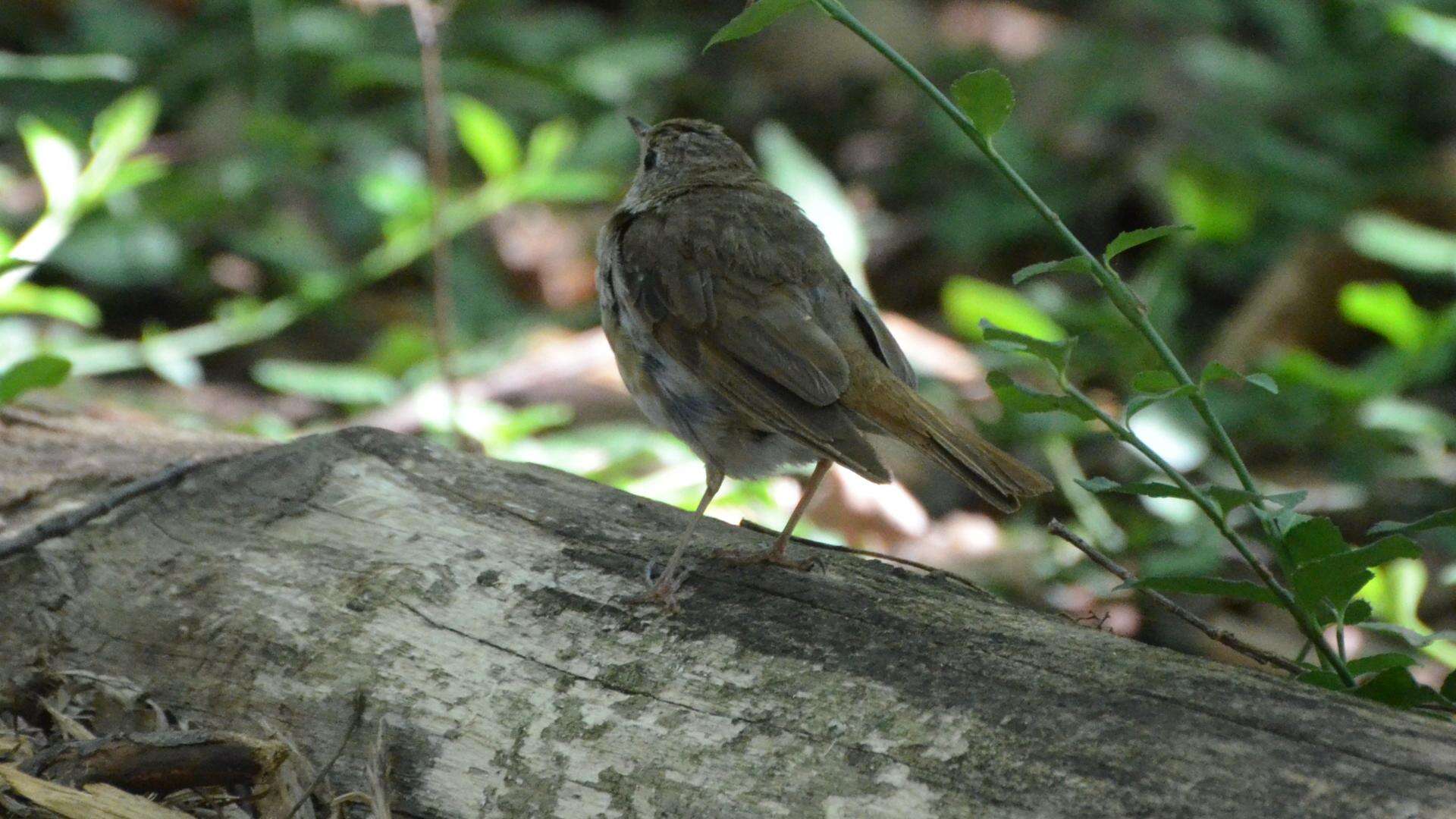 Image of Hermit Thrush