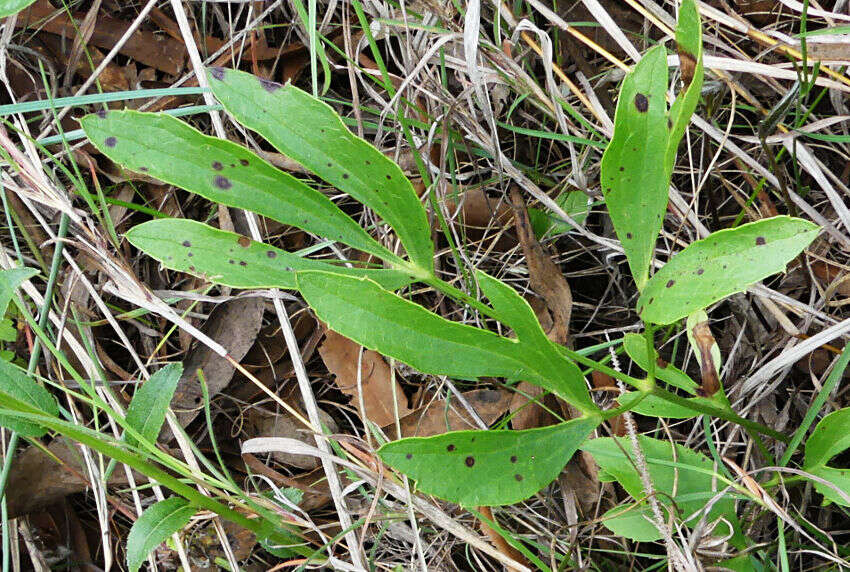 Image of Blister-leaf
