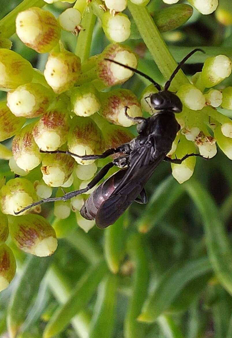 Image of Aporus unicolor Spinola 1808