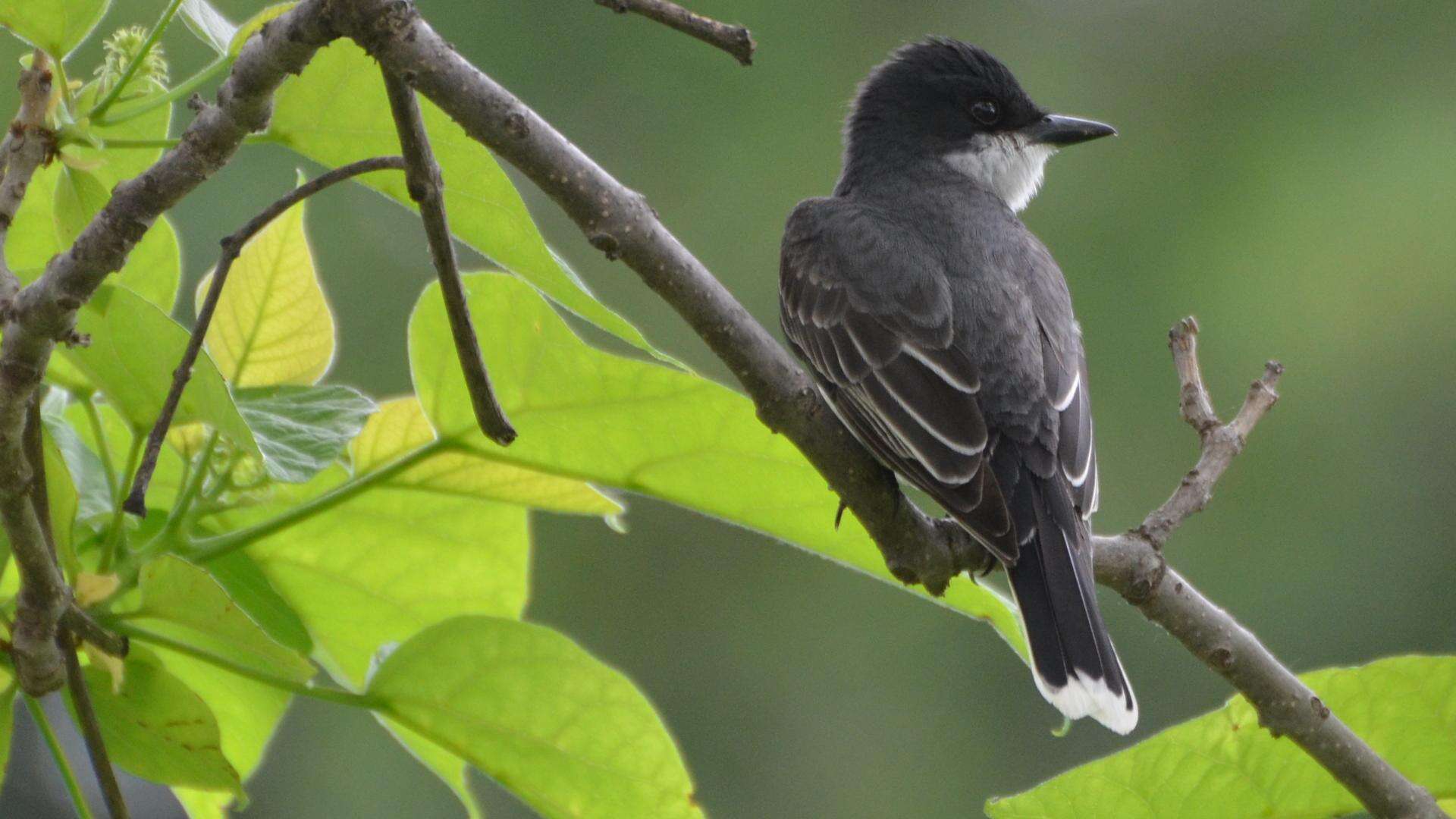 Image of Eastern Kingbird