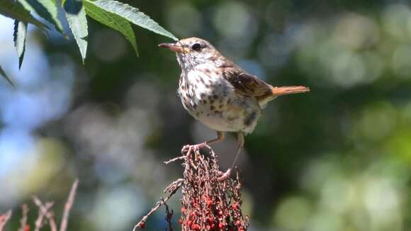 Image of Hermit Thrush