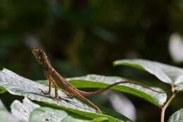 Image of Ornate Earless Agama