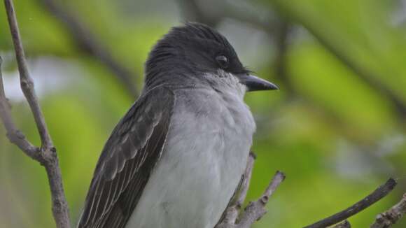 Image of Eastern Kingbird