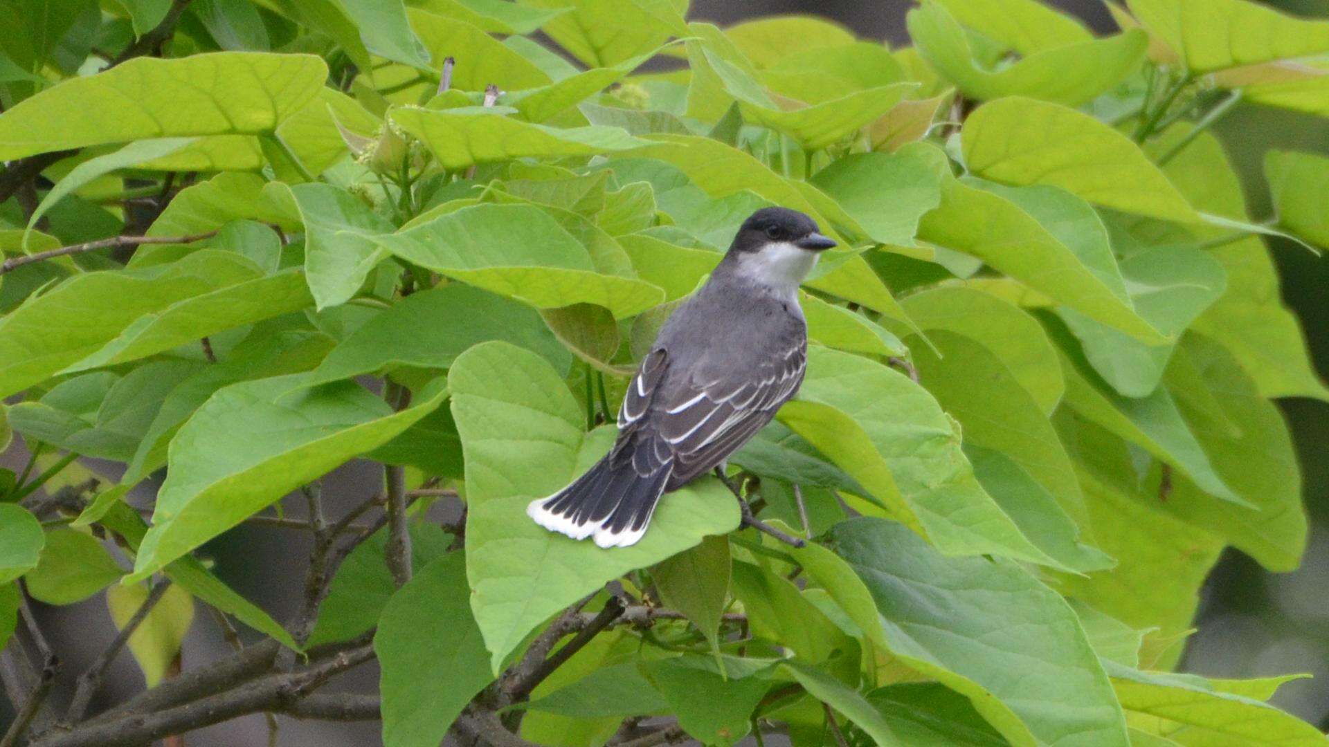 Image of Eastern Kingbird