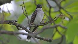 Image of Eastern Kingbird