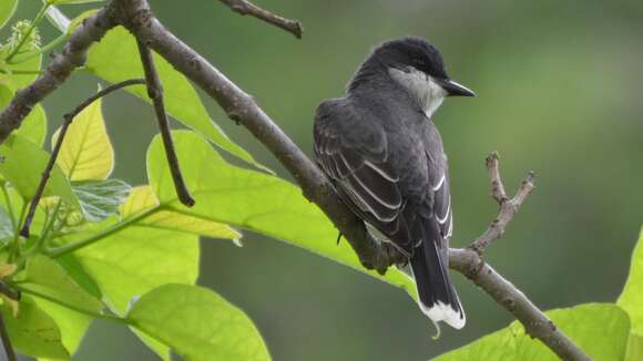 Image of Eastern Kingbird