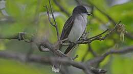 Image of Eastern Kingbird