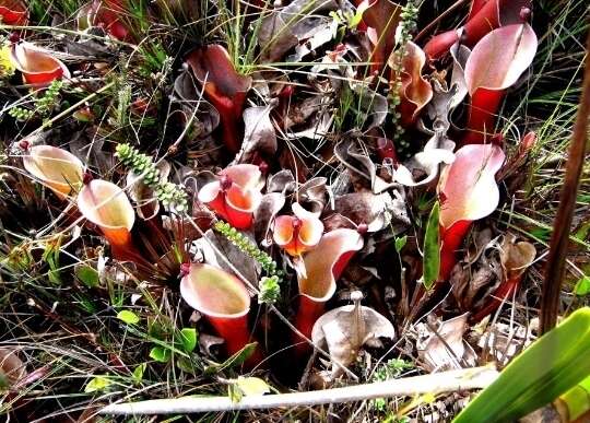 Image of Heliamphora nutans Benth.