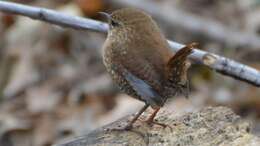 Image of Eastern Winter Wren