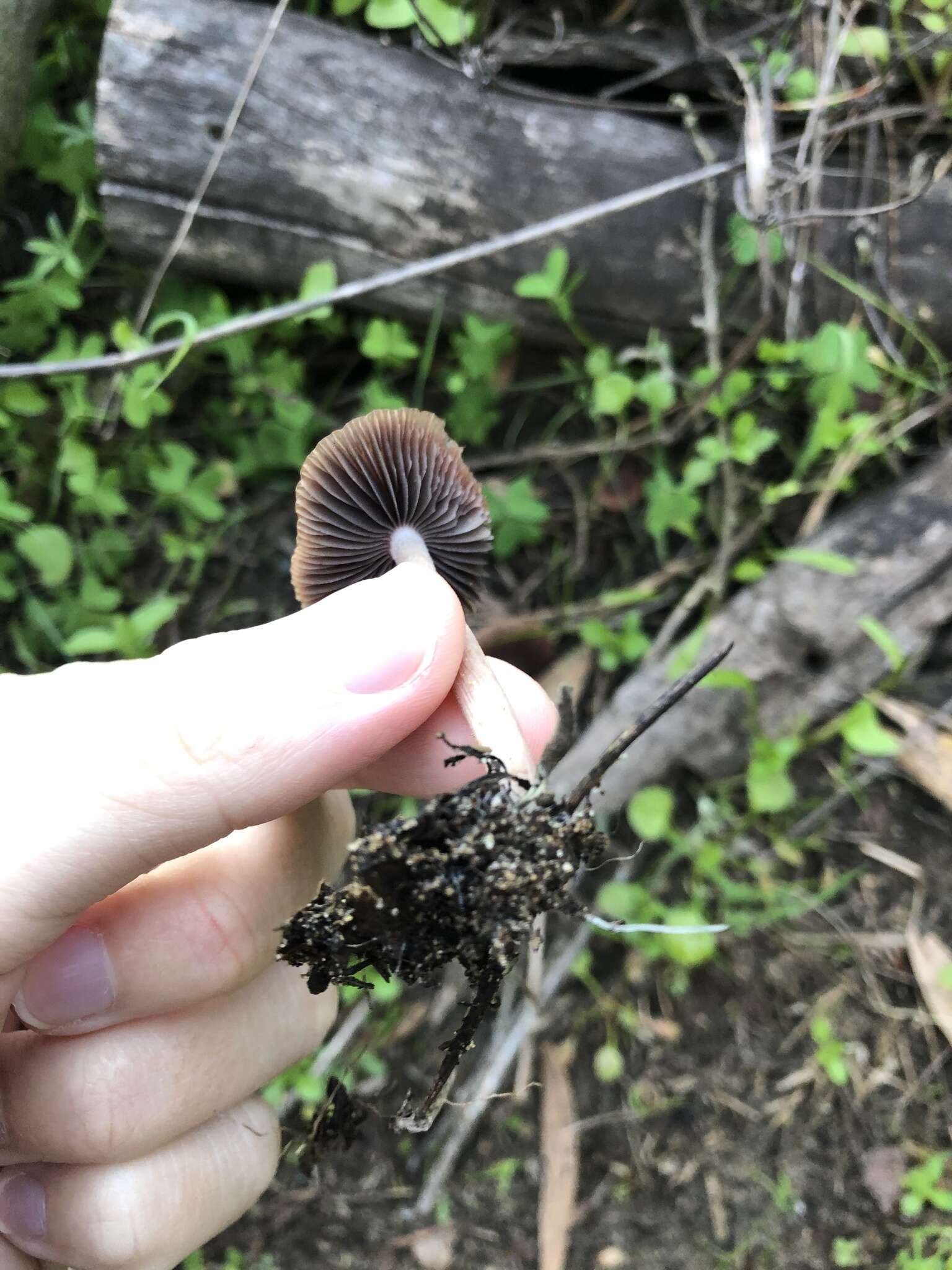 Image of Psathyrella bipellis (Quél.) A. H. Sm. 1946