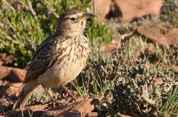 Image of Galerida magnirostris harei (Roberts 1924)