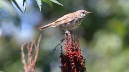 Image of Hermit Thrush