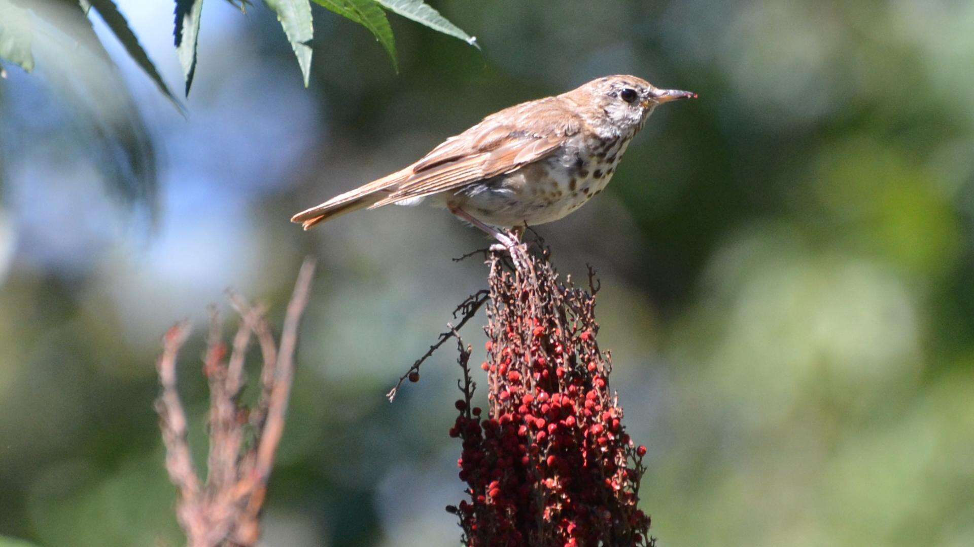 Image of Hermit Thrush