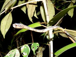 Image of Blunt-head Slug Snake