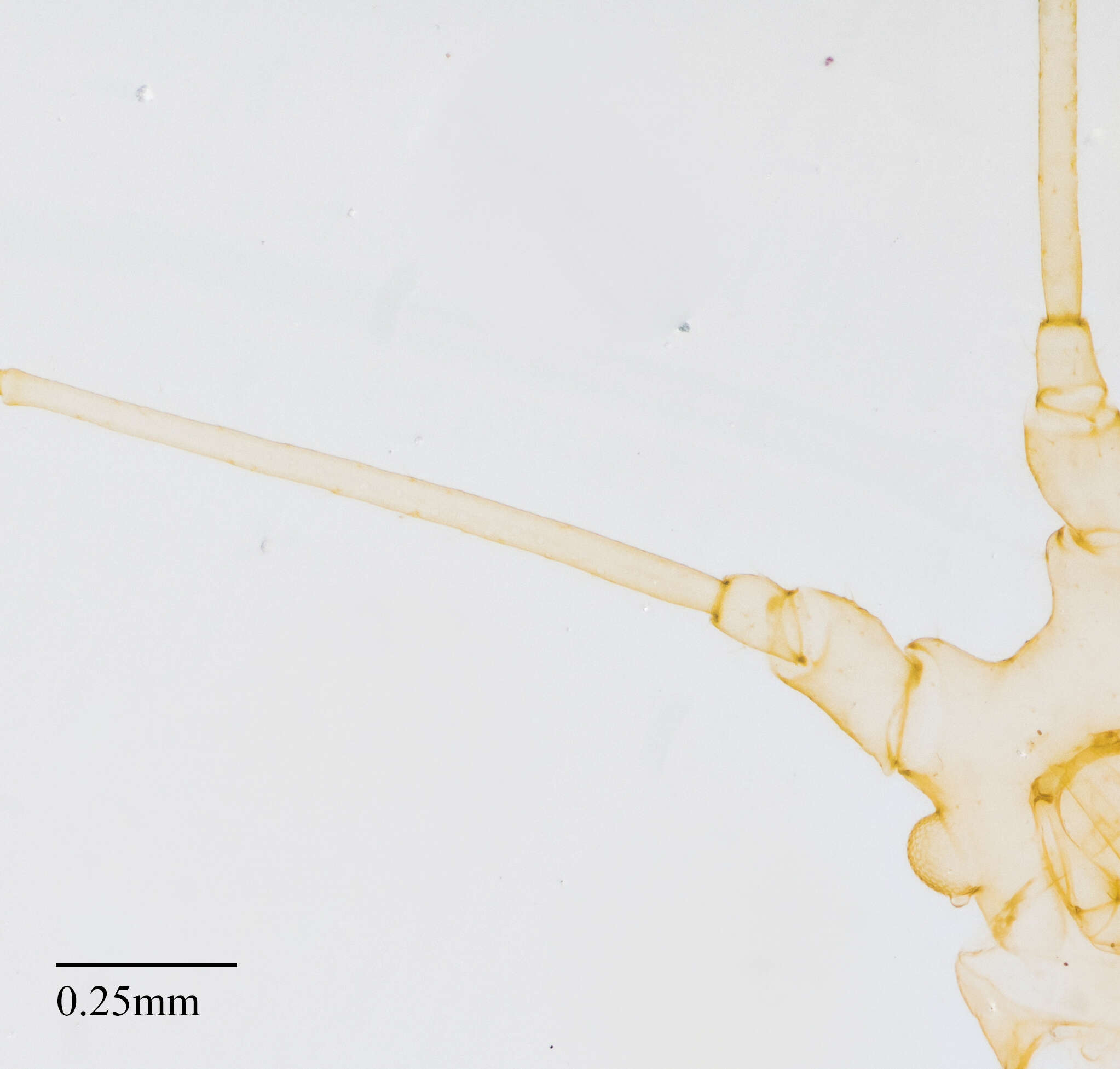 Imagem de Illinoia (Amphorinophora) crystleae (Smith, C. F. & Knowlton 1939)