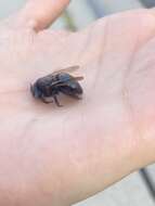 Image of Xylocopa tabaniformis androleuca Michener 1940