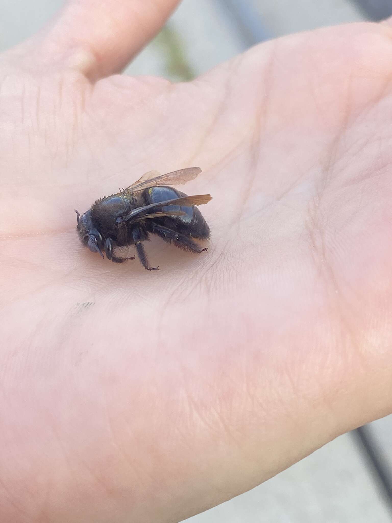 Plancia ëd Xylocopa tabaniformis androleuca Michener 1940