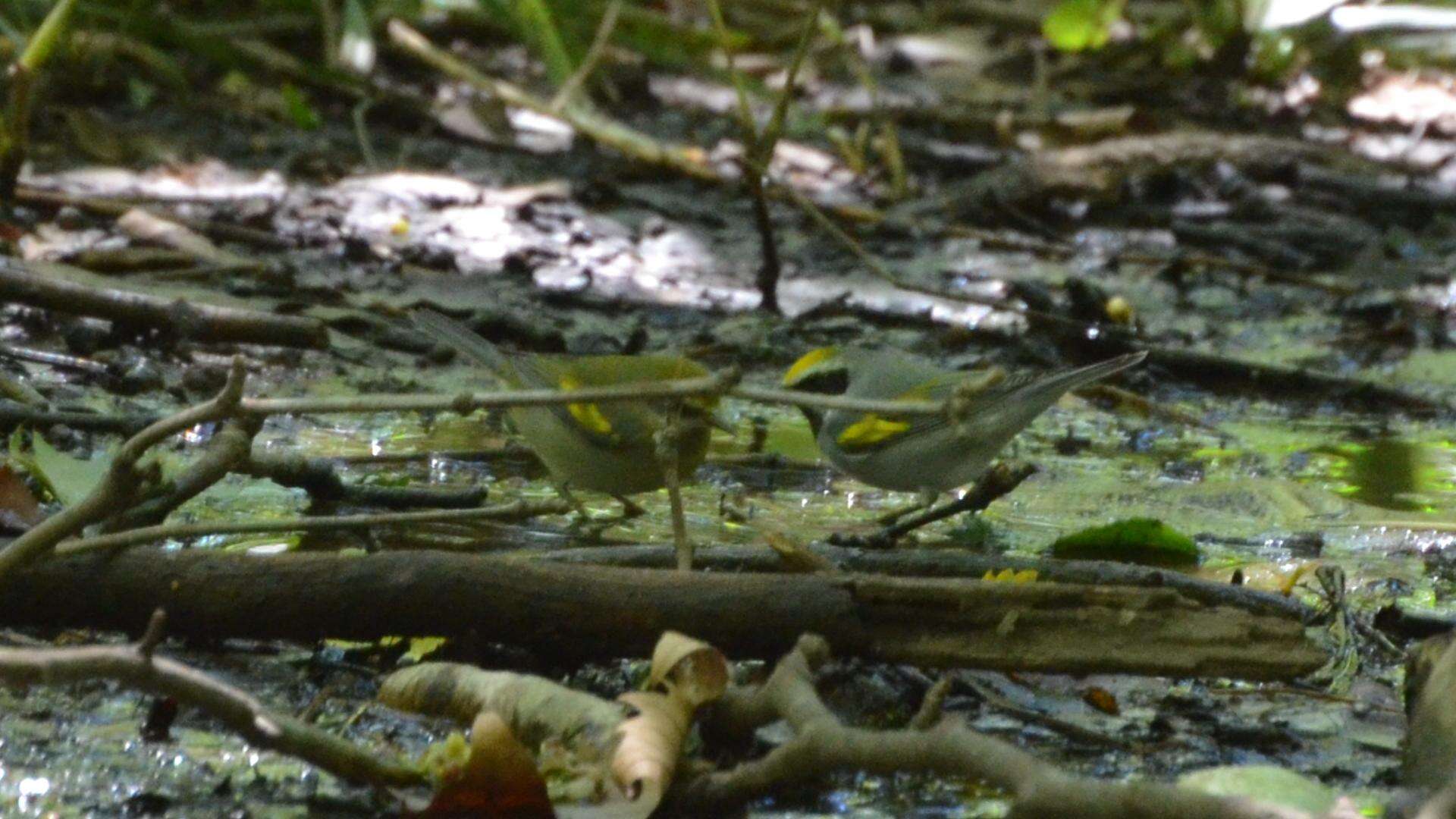 Image of Golden-winged Warbler