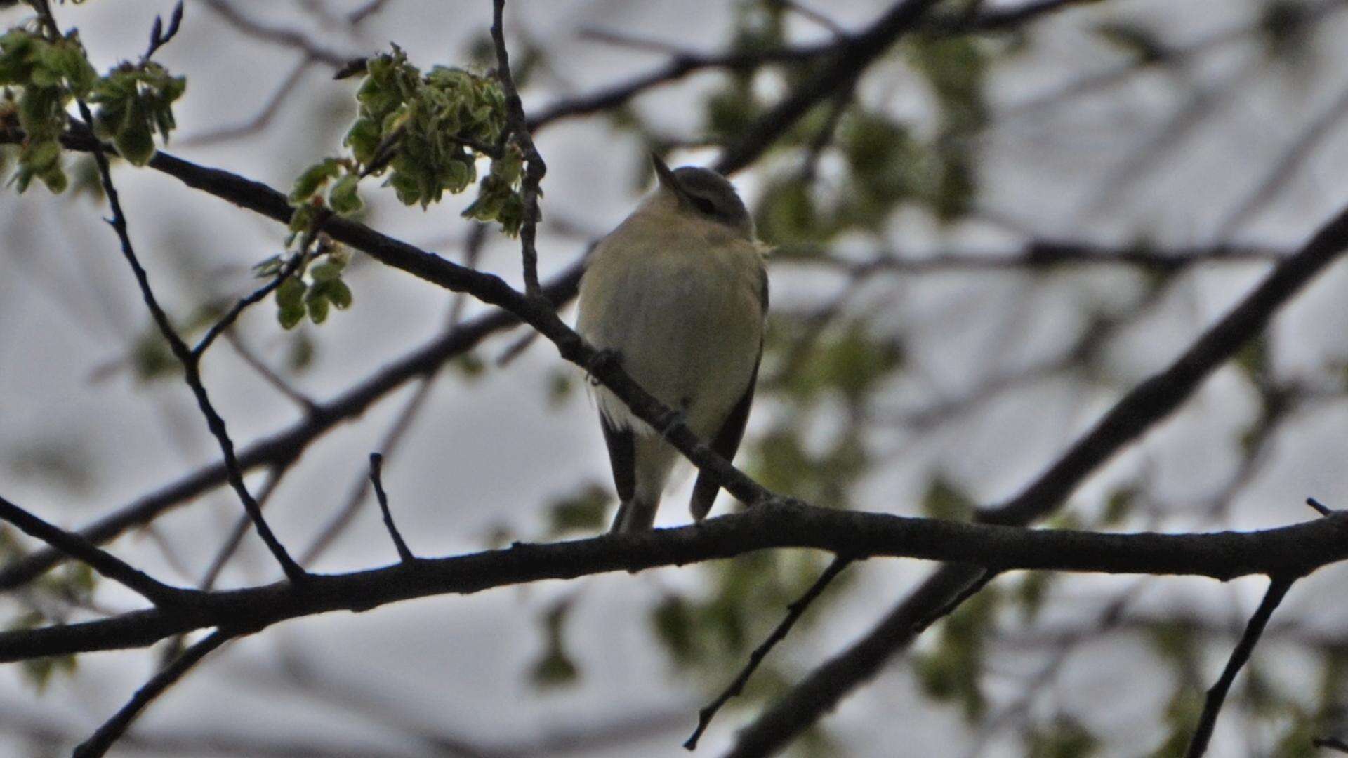 Vireo gilvus (Vieillot 1808) resmi