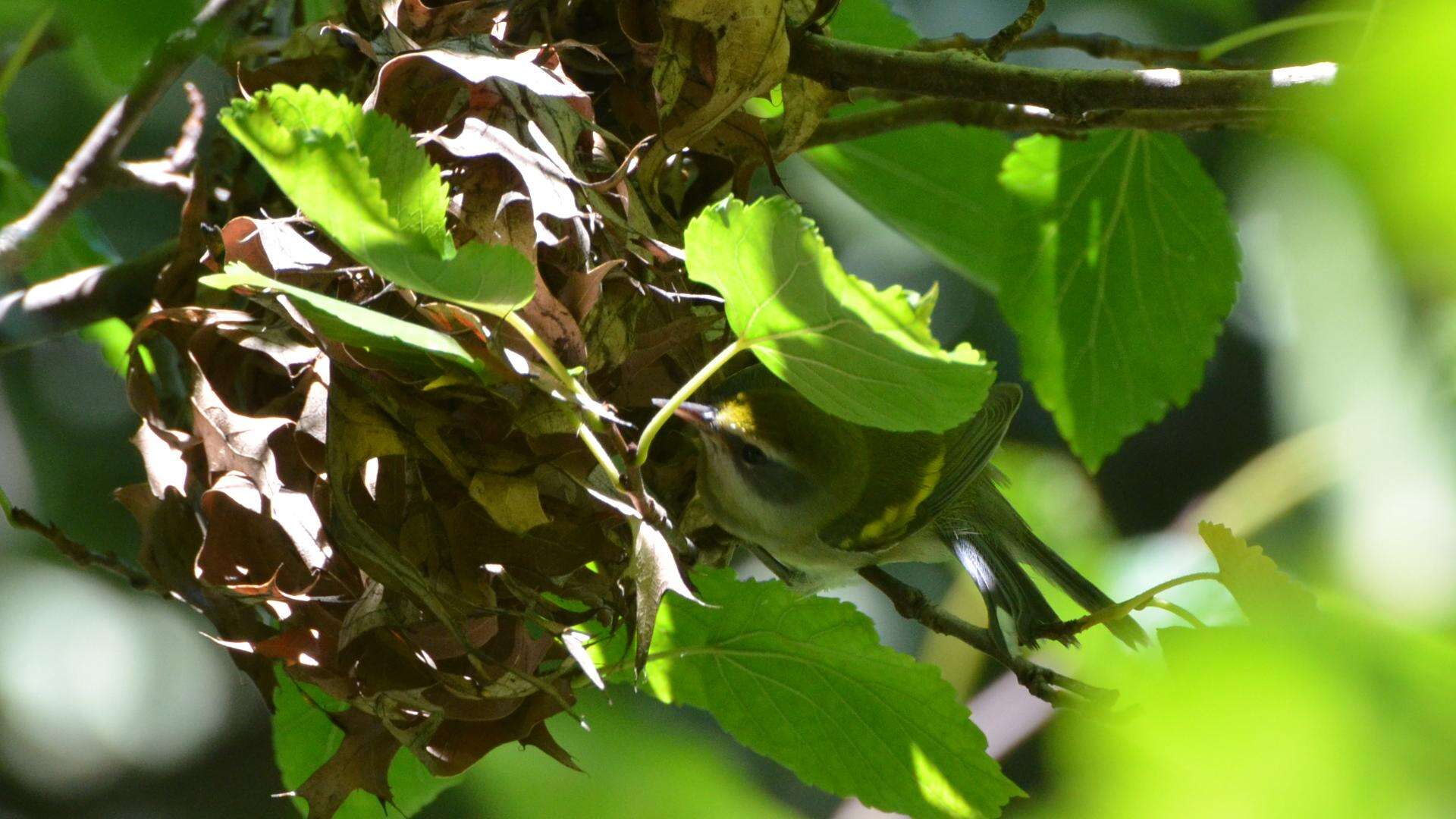 Image de Paruline à ailes dorées