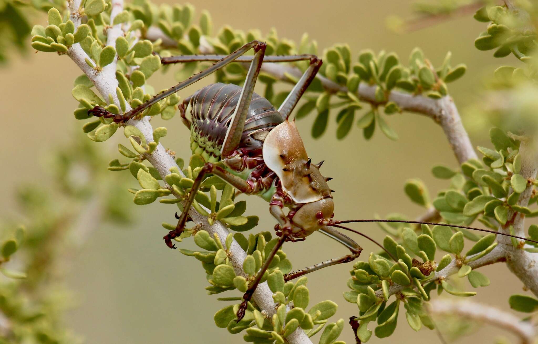 Image of Long-legged Armoured Katydid