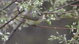 Vireo gilvus (Vieillot 1808) resmi