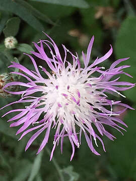 Image of spotted knapweed